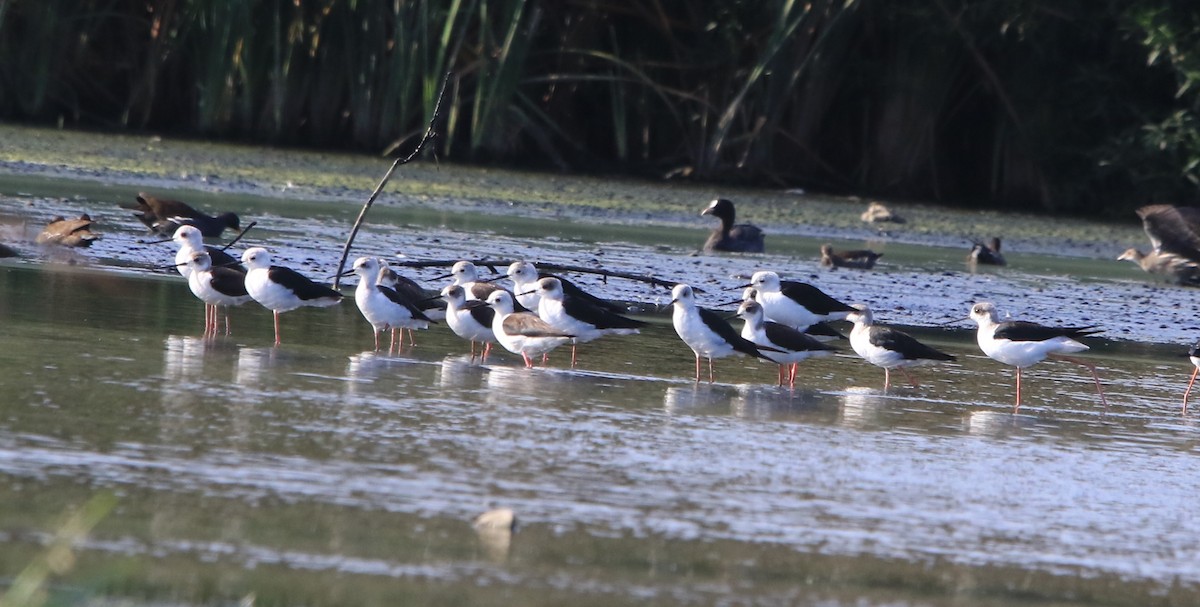 Black-winged Stilt - ML641387087