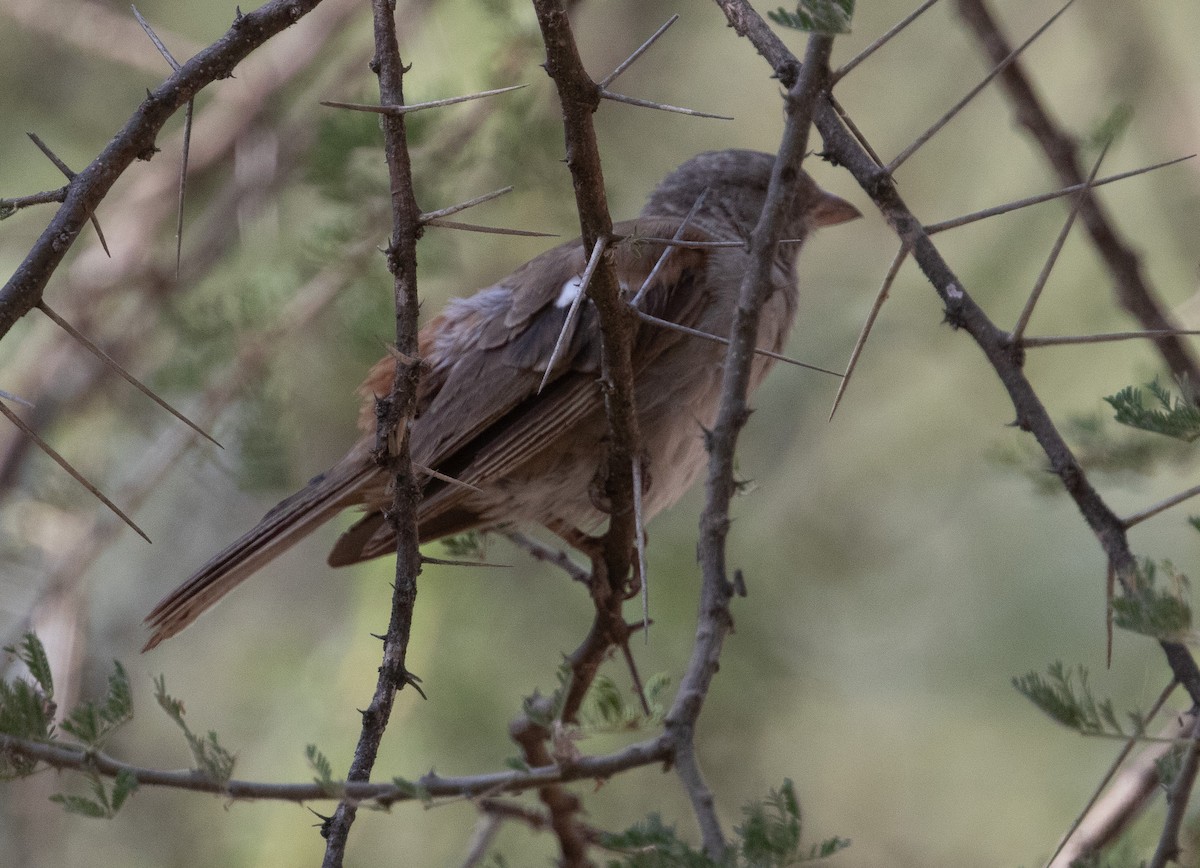 Swahili Sparrow - ML641387117