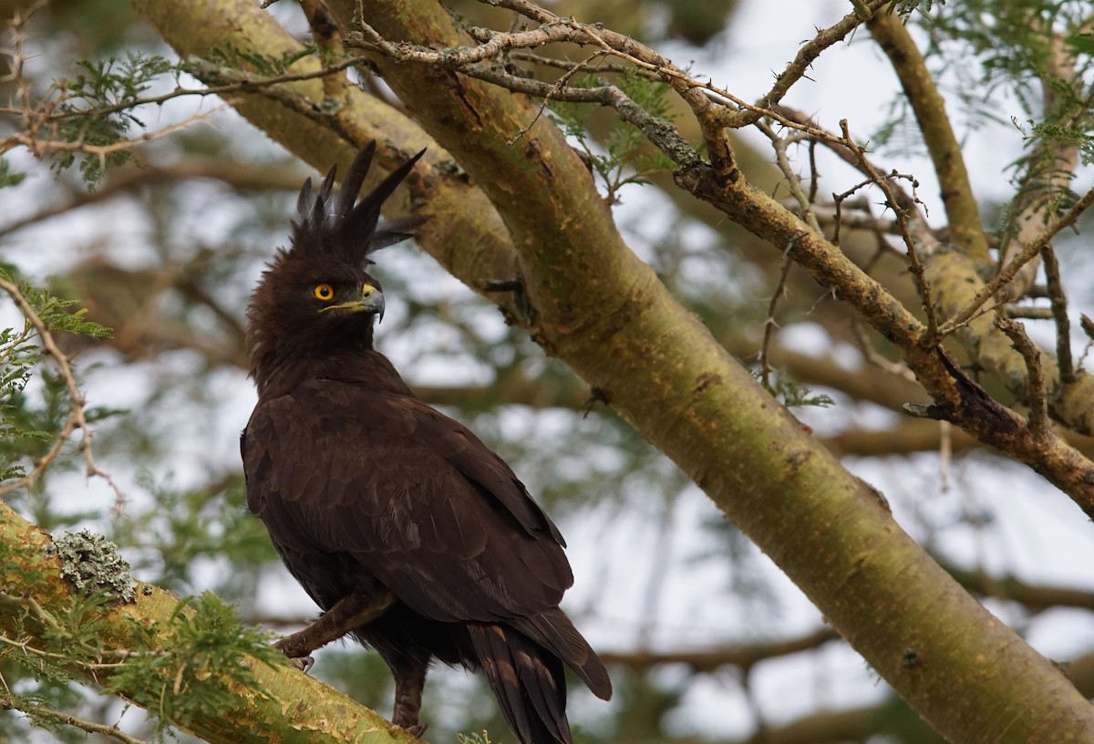 Long-crested Eagle - ML641387124