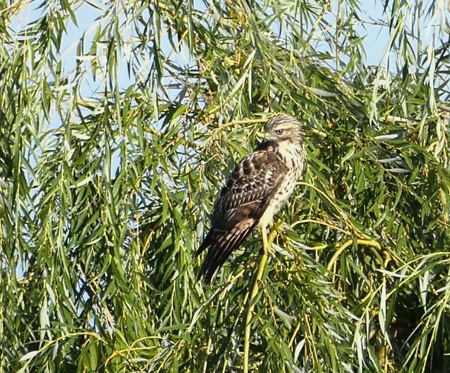 Red-shouldered Hawk - ML641387153