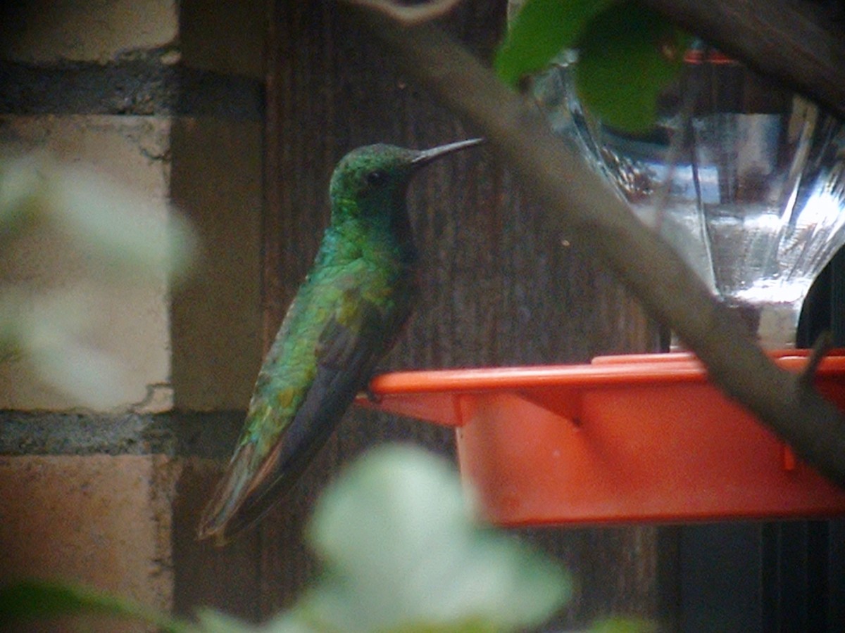 Green-breasted Mango - ML641387154