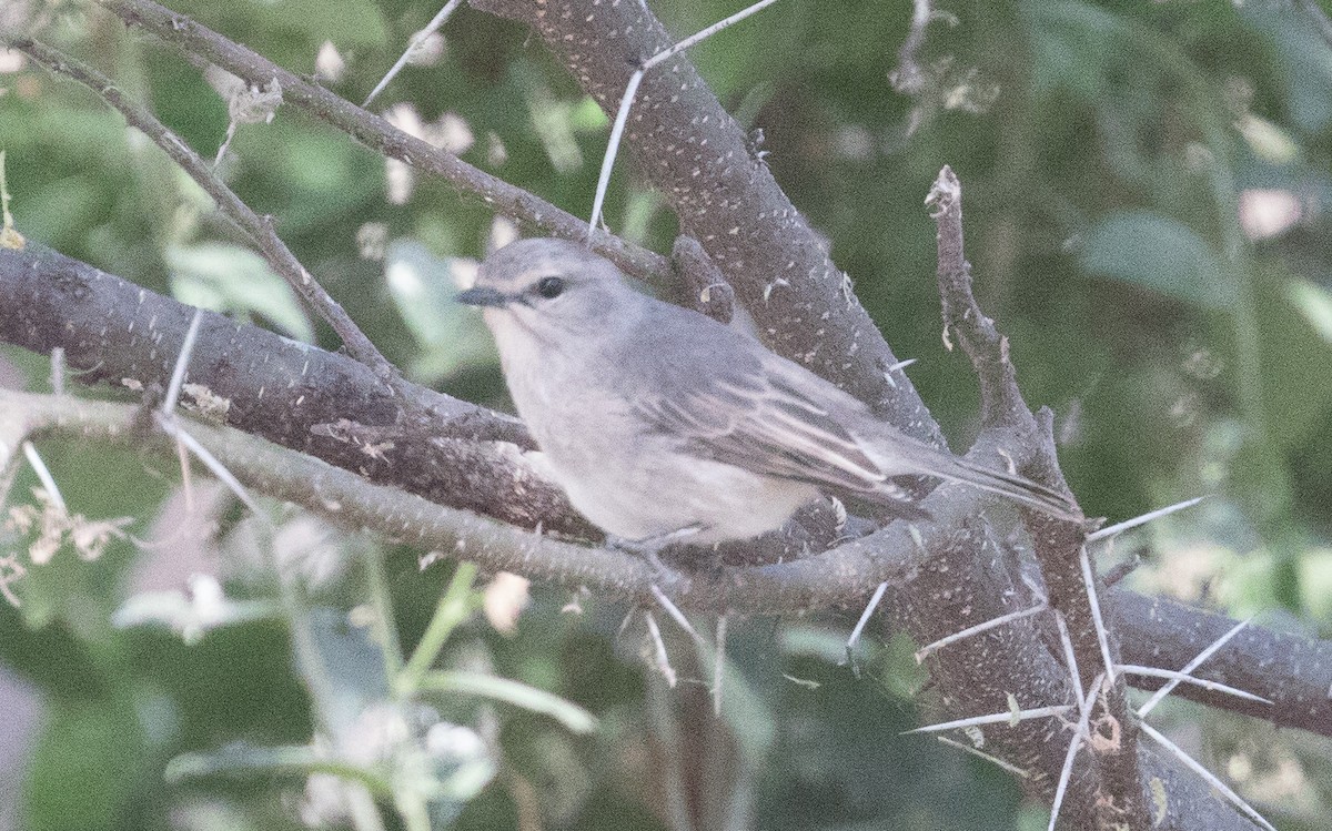African Gray Flycatcher - ML641387163