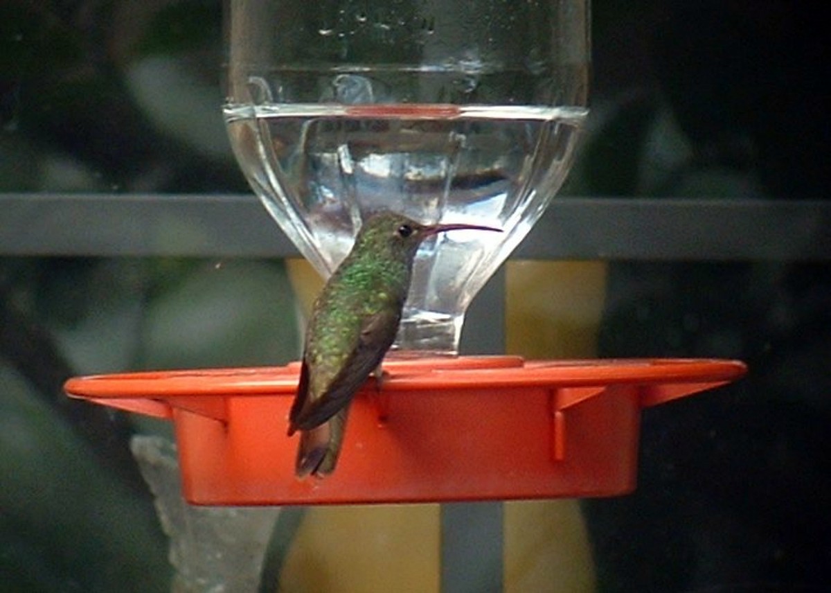 Buff-bellied Hummingbird - ML641387174