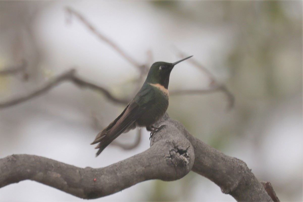 Amethyst-throated Sunangel - ML641387210