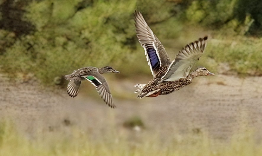 Green-winged Teal - ML641387222