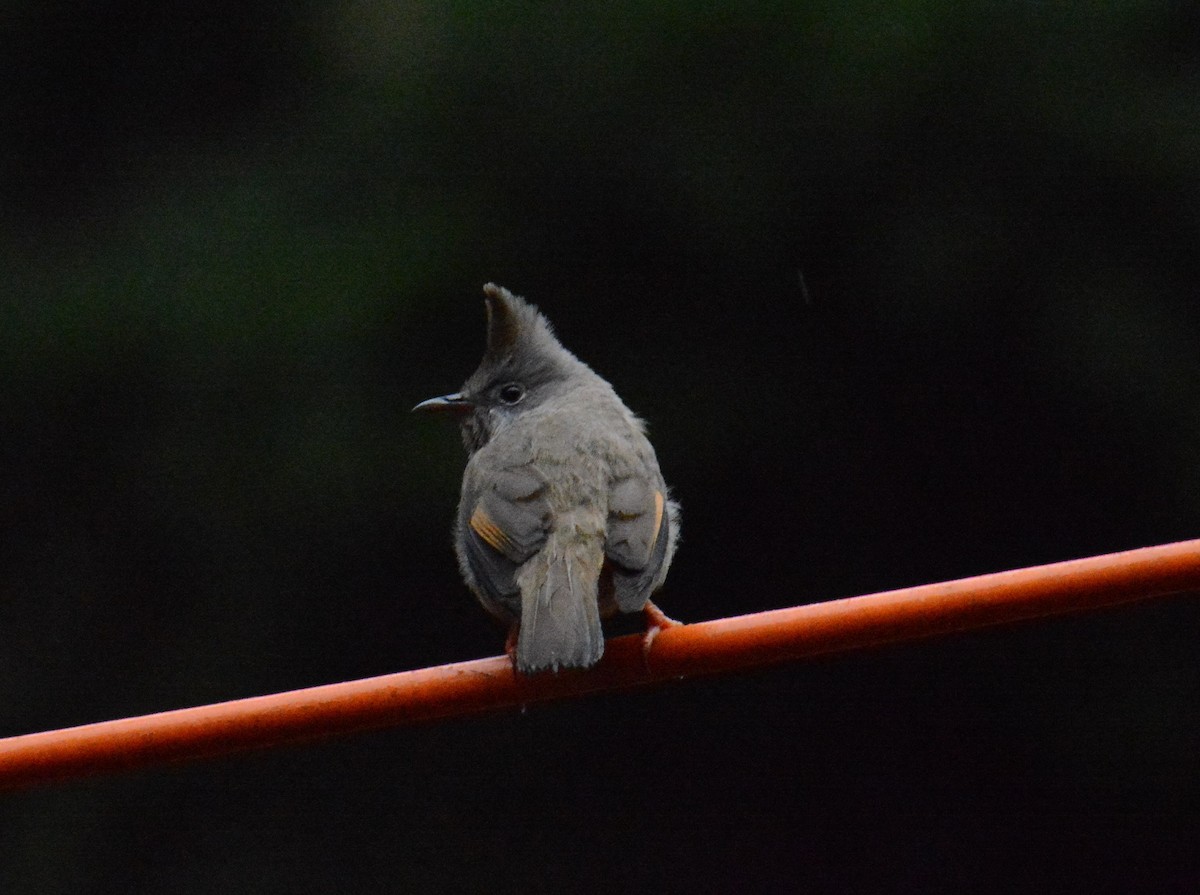 stripestrupeyuhina - ML641387231