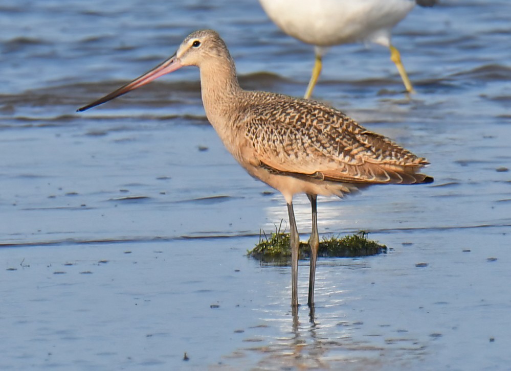 Marbled Godwit - ML641387261