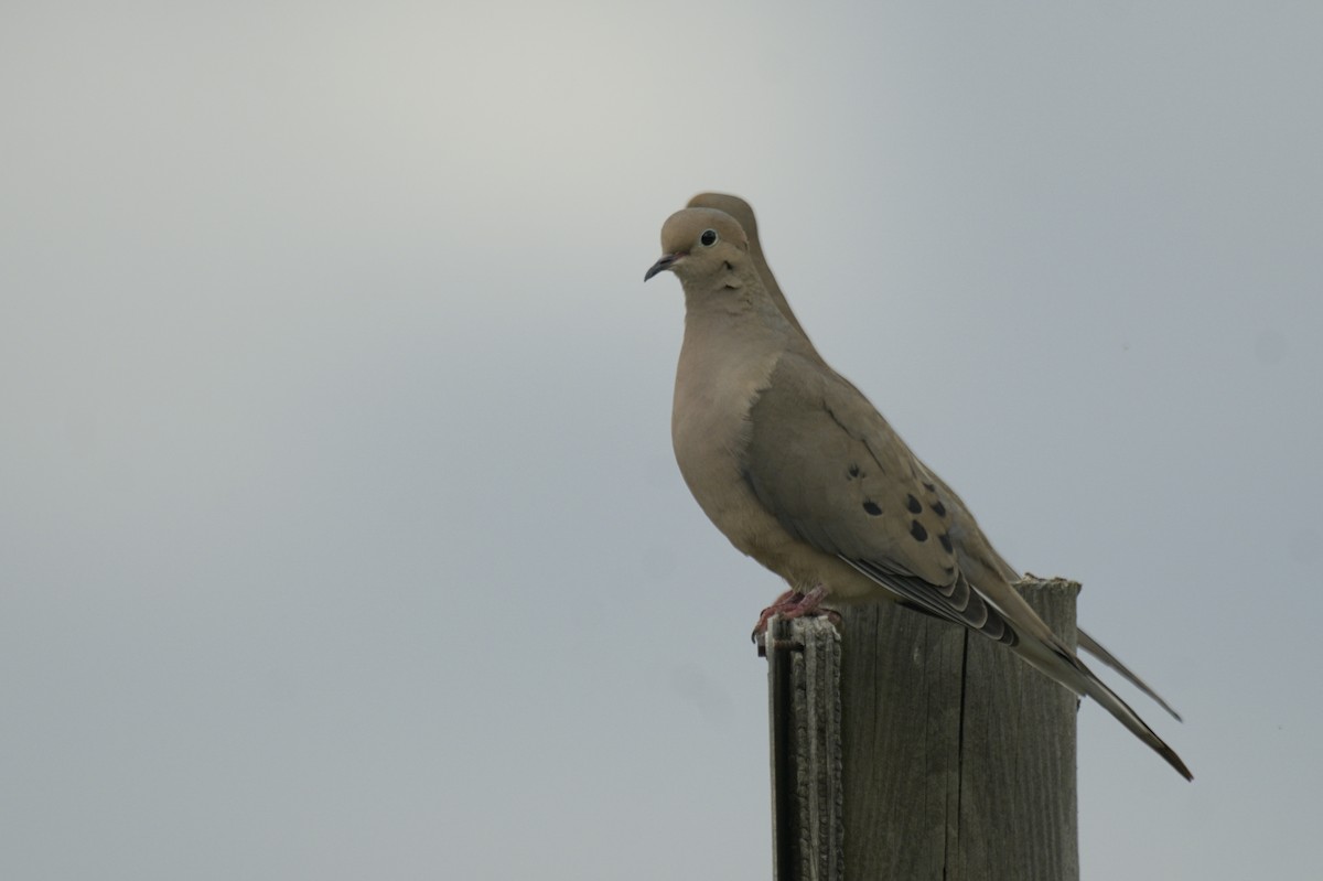Mourning Dove - ML641387266
