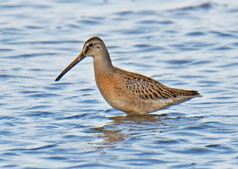 Short-billed Dowitcher - ML641387269