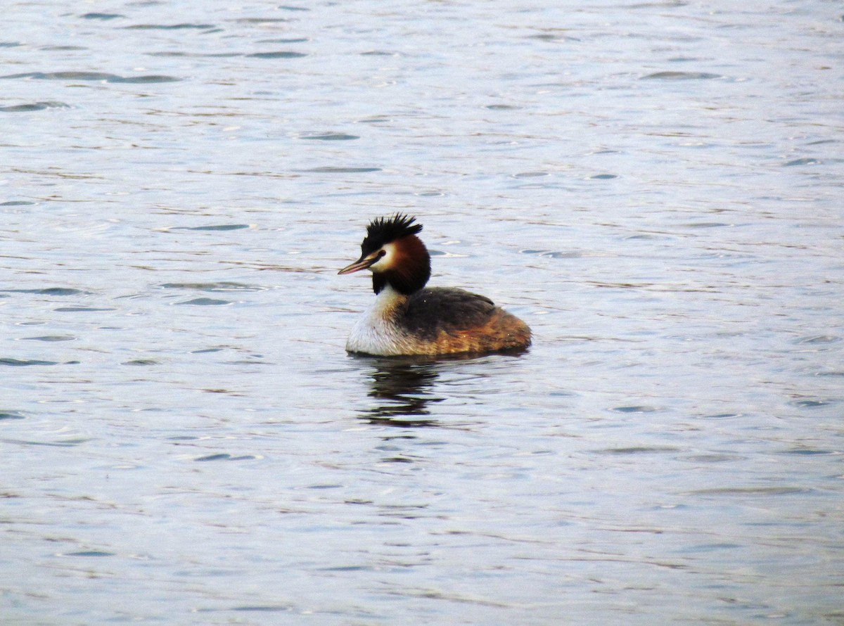 Great Crested Grebe - ML641387270