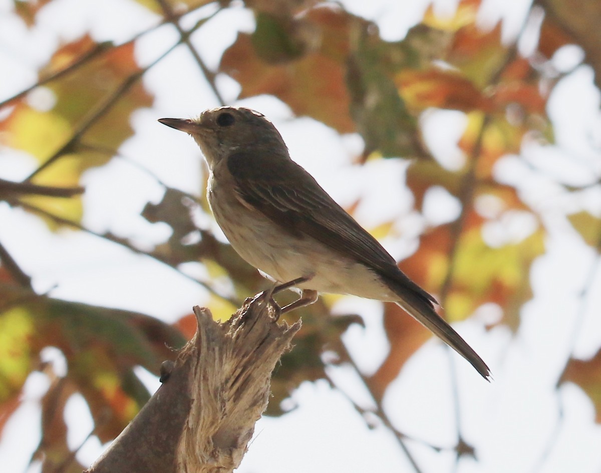 Spotted Flycatcher - ML641387277