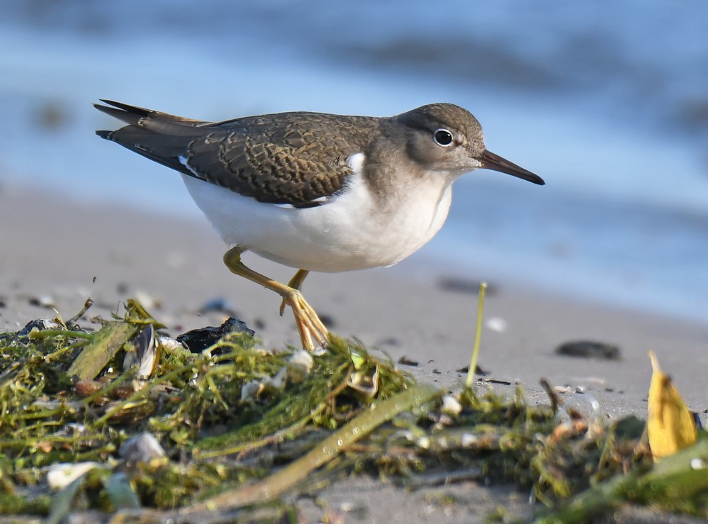 Spotted Sandpiper - ML641387288