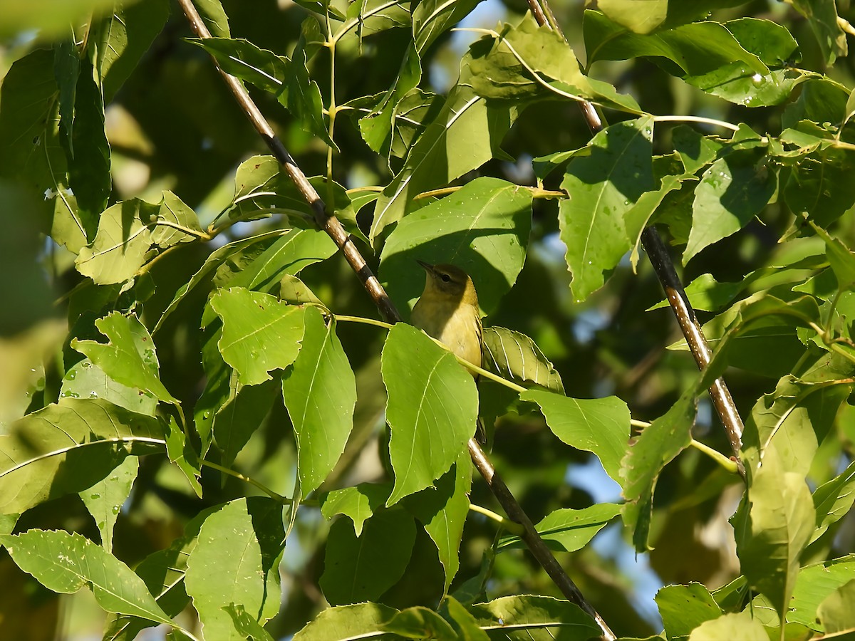 Tennessee Warbler - ML641387289
