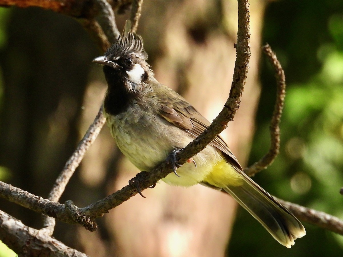 Himalayan Bulbul - ML641387291