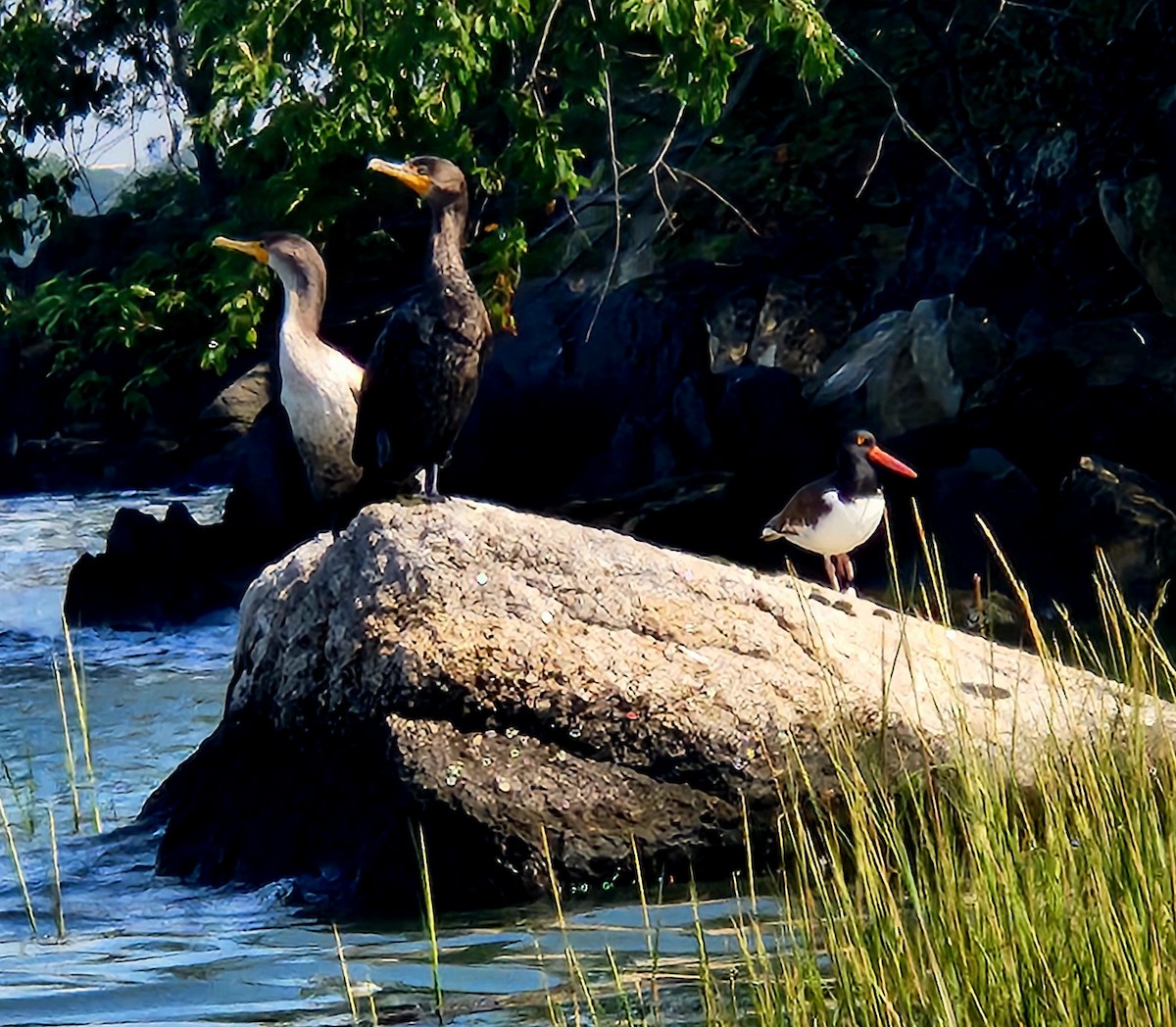 Double-crested Cormorant - ML641387294