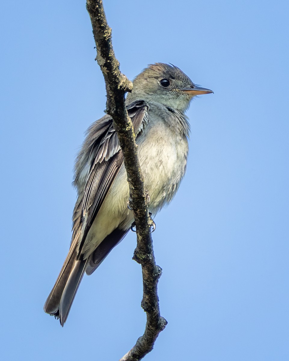 Eastern Wood-Pewee - ML641387296