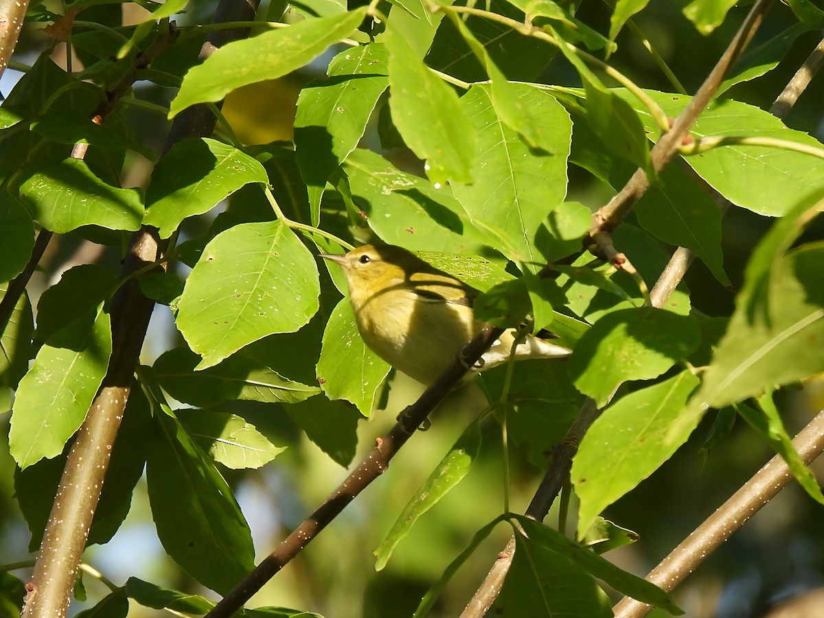 Tennessee Warbler - ML641387297
