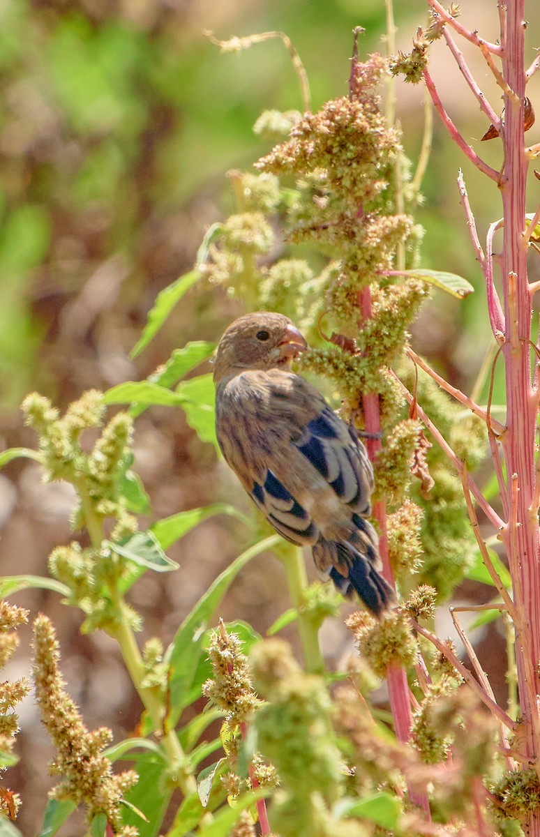 Chestnut-throated Seedeater - ML641387304