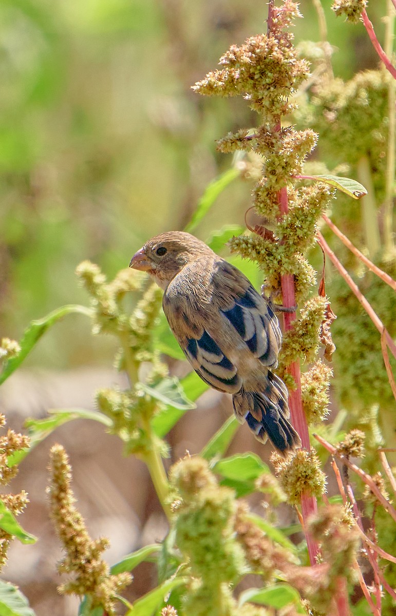 Chestnut-throated Seedeater - ML641387305