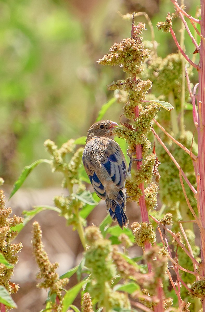 Chestnut-throated Seedeater - ML641387306