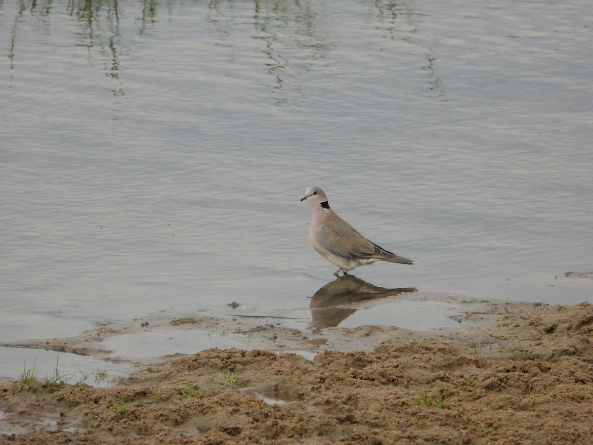 Ring-necked Dove - ML641387308