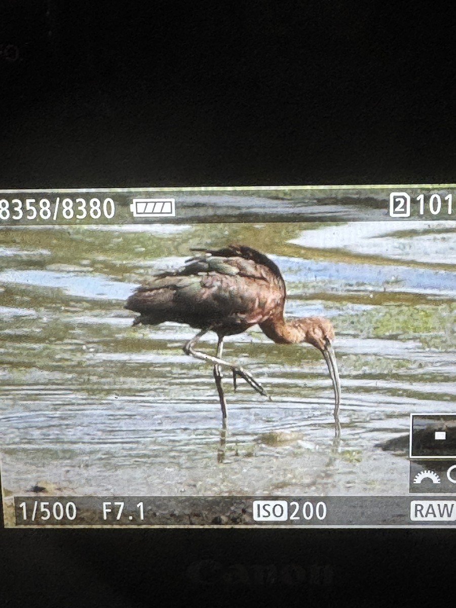 Glossy Ibis - ML641387310