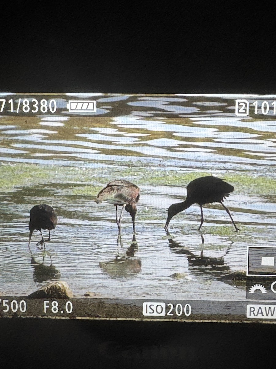 Glossy Ibis - ML641387311