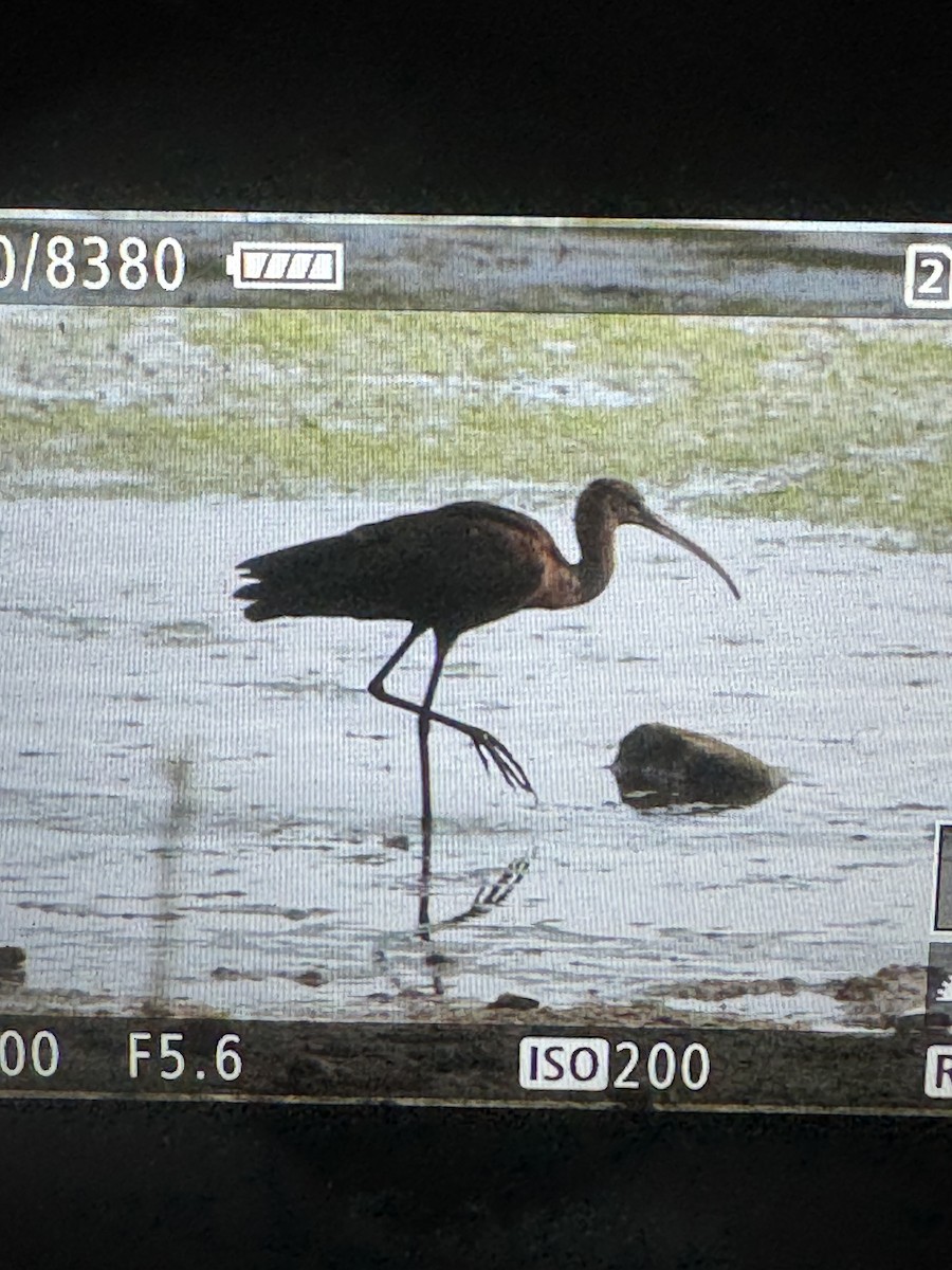 Glossy Ibis - ML641387312