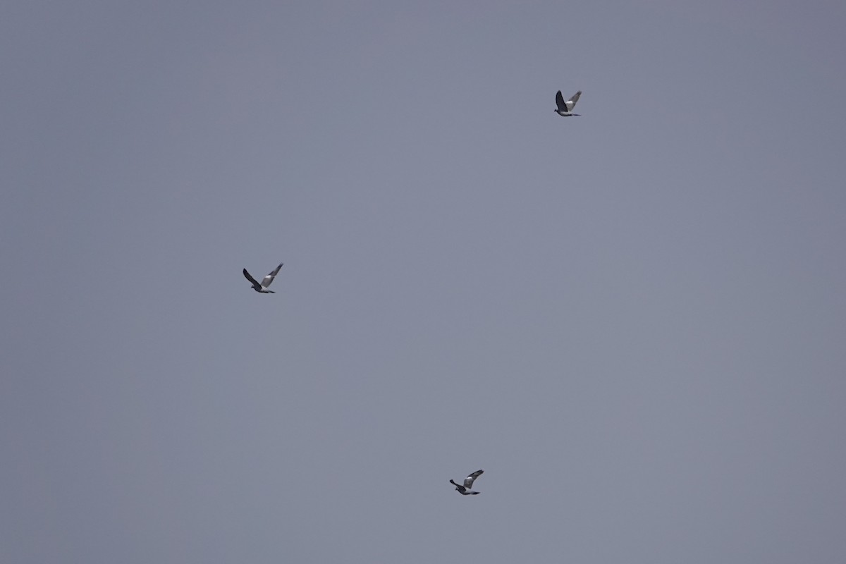 Common Wood-Pigeon - ML641387321