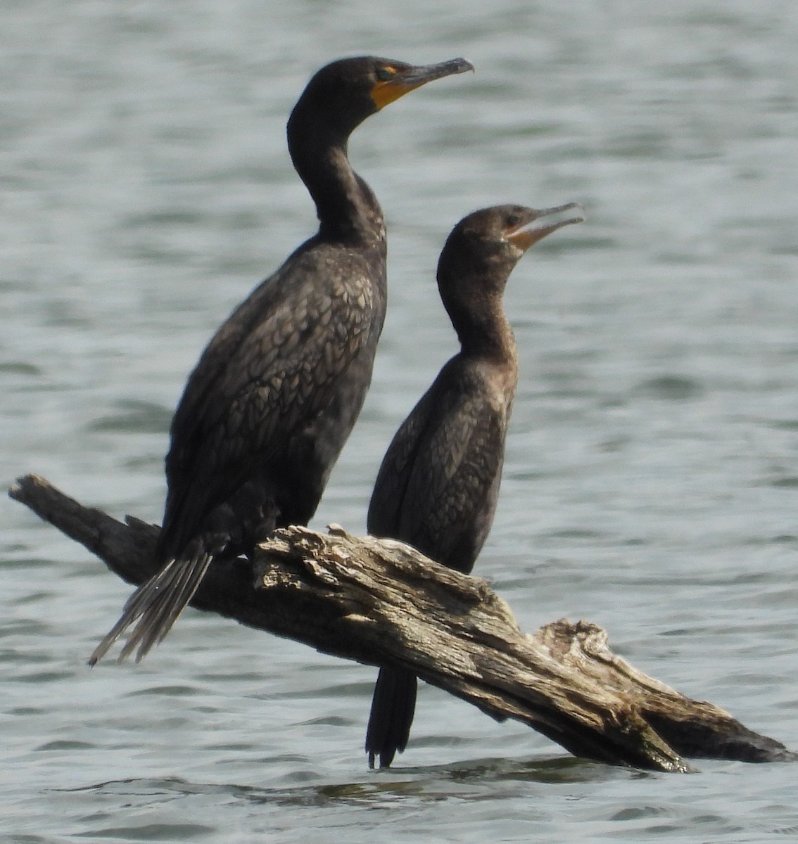 Neotropic Cormorant - ML641387322