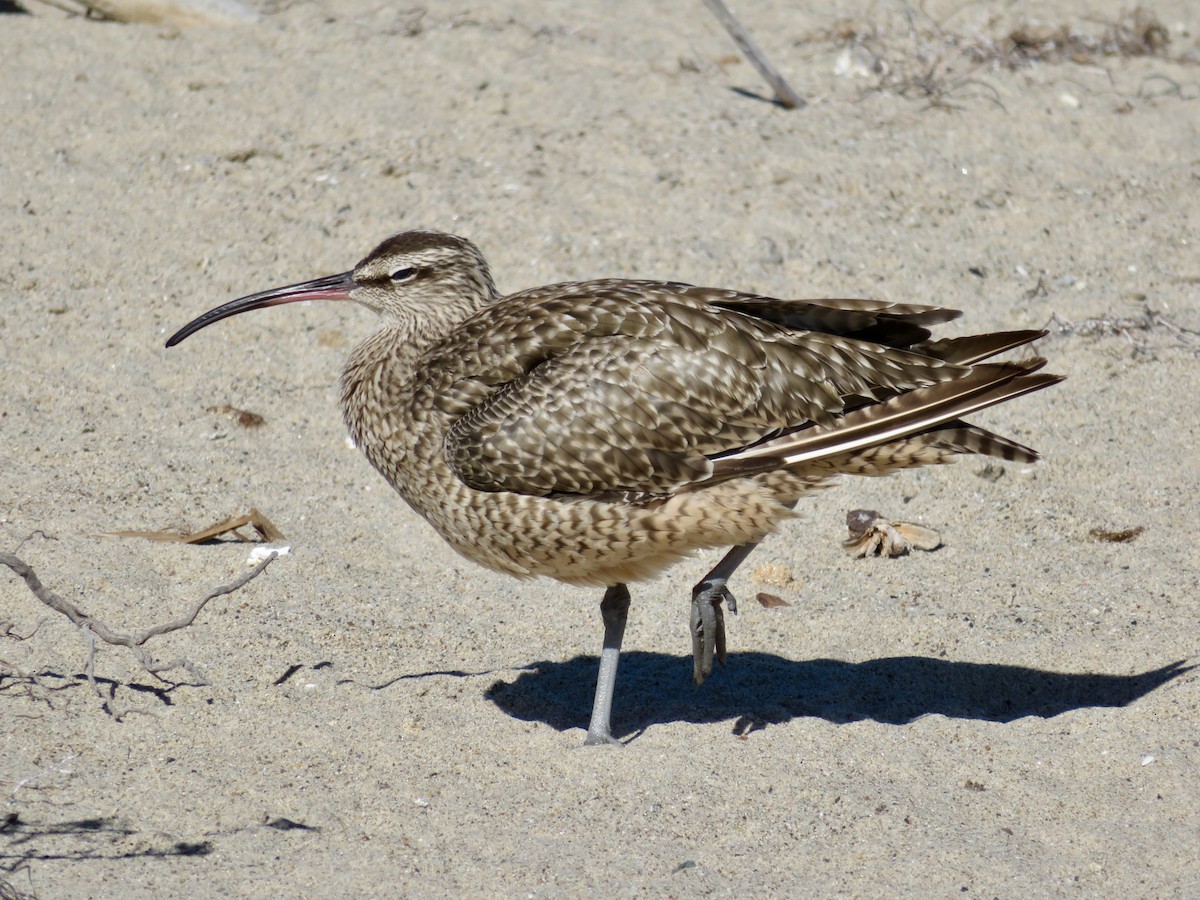 Regenbrachvogel - ML641387389