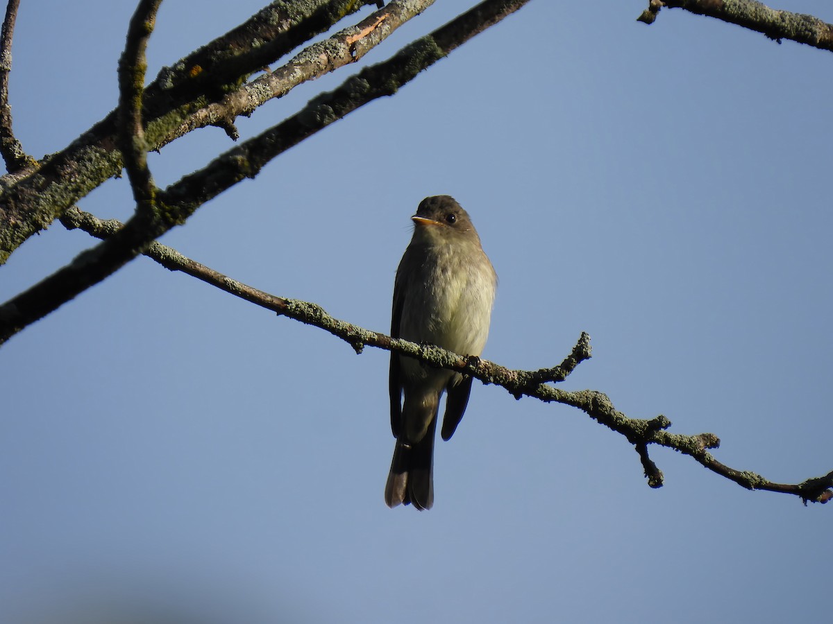 Hellbauch-Schnäppertyrann - ML641387395