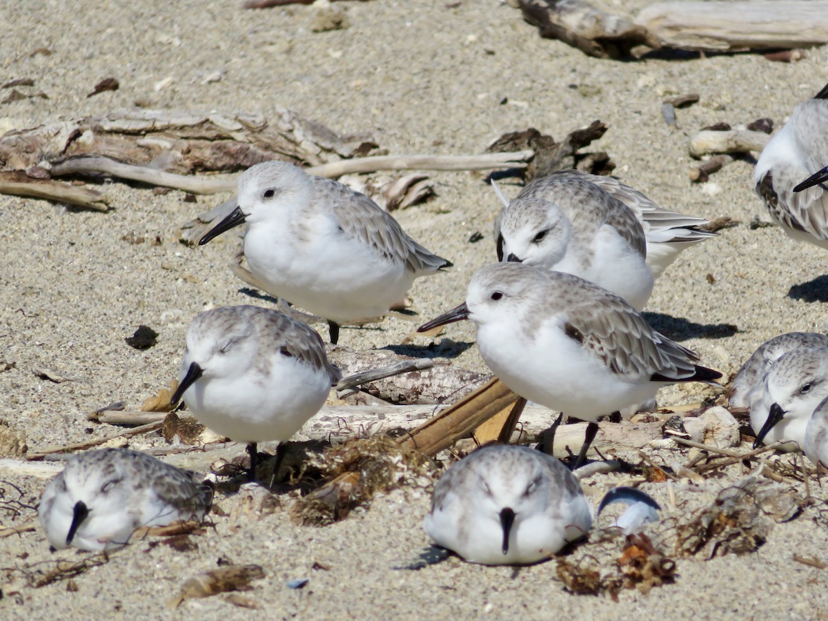 Sanderling - ML641387398