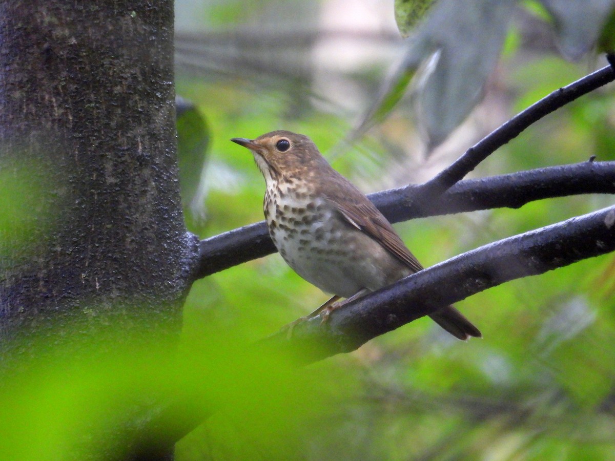 Swainson's Thrush - ML641387419