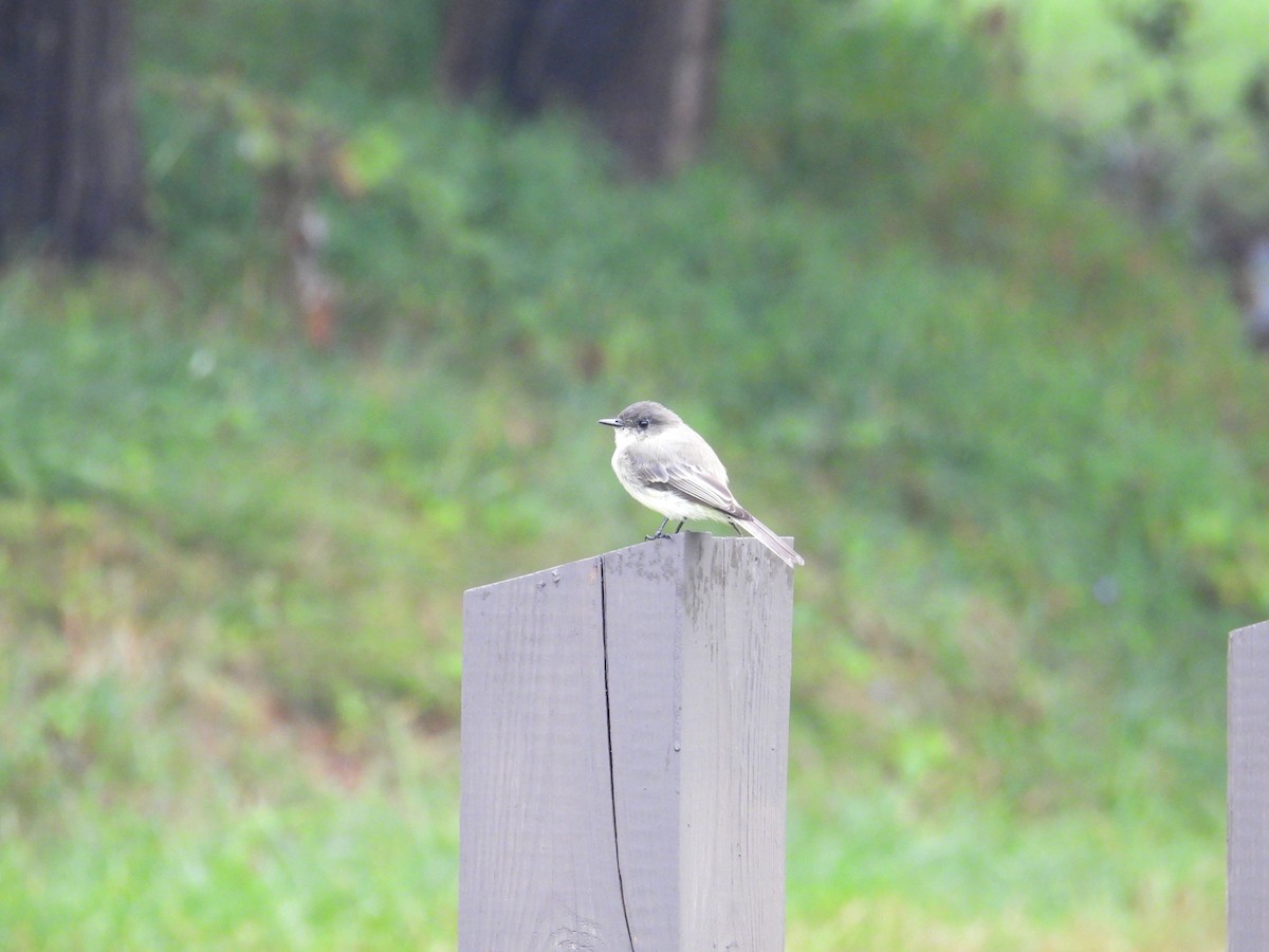 Eastern Phoebe - ML641387432