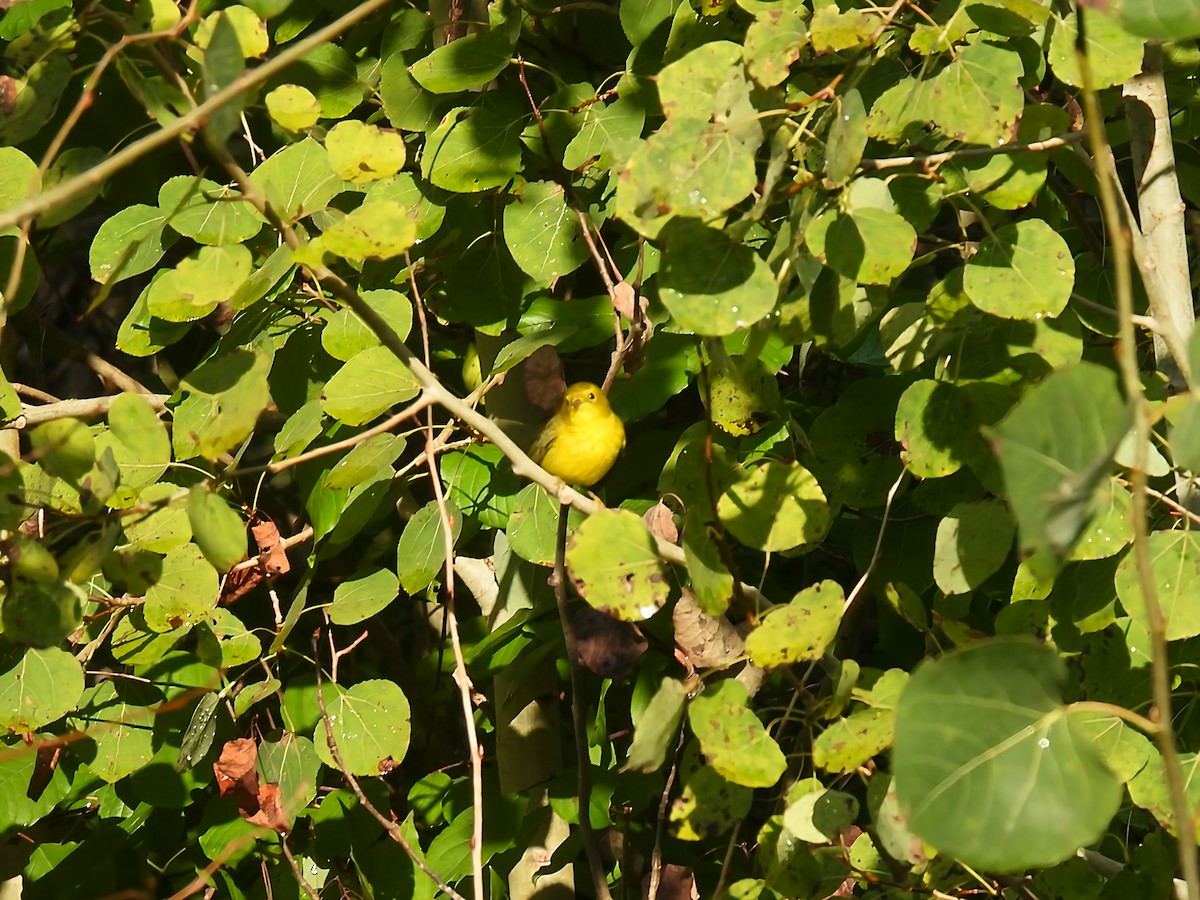kalottparula - ML641387438