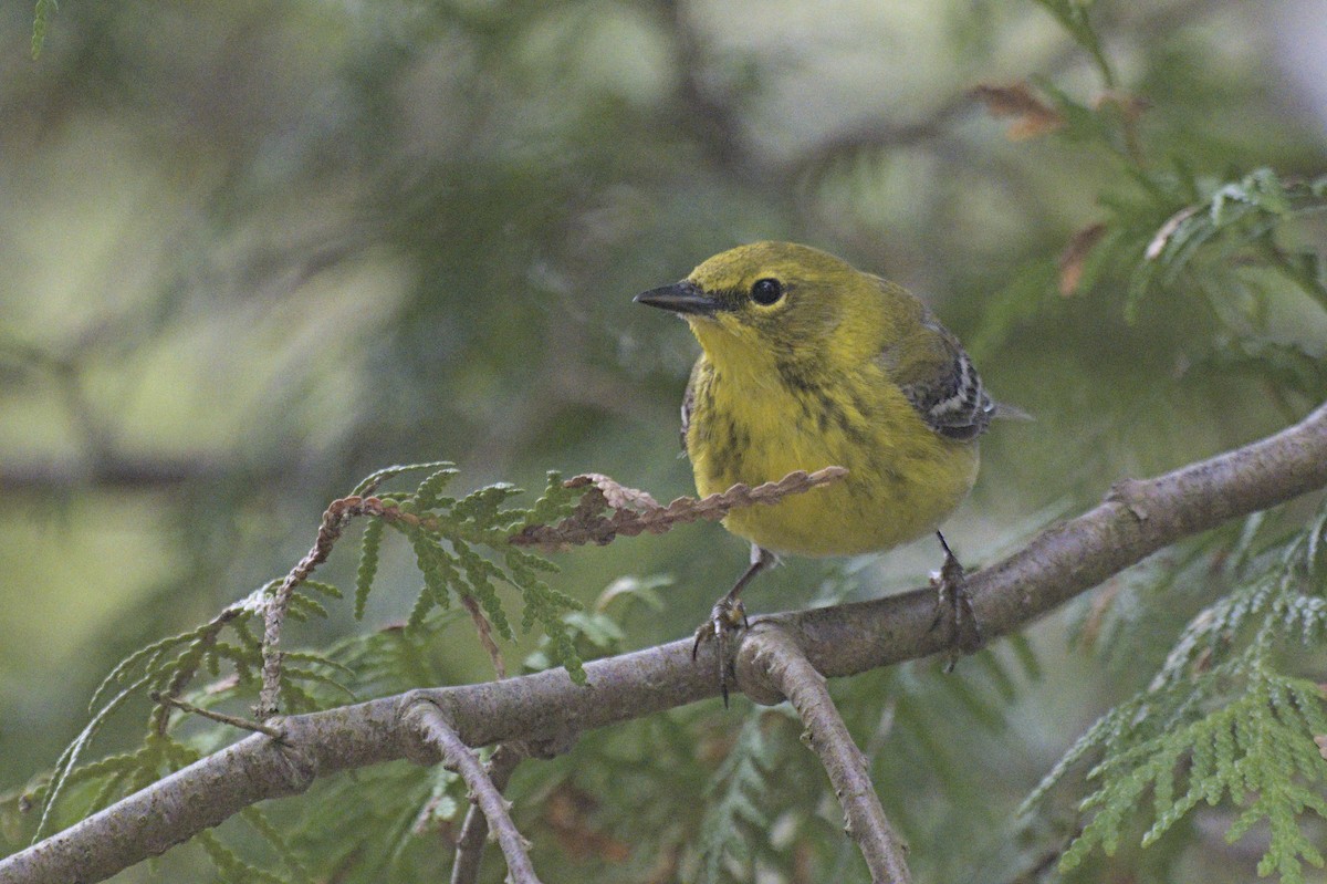 furuparula - ML641387455