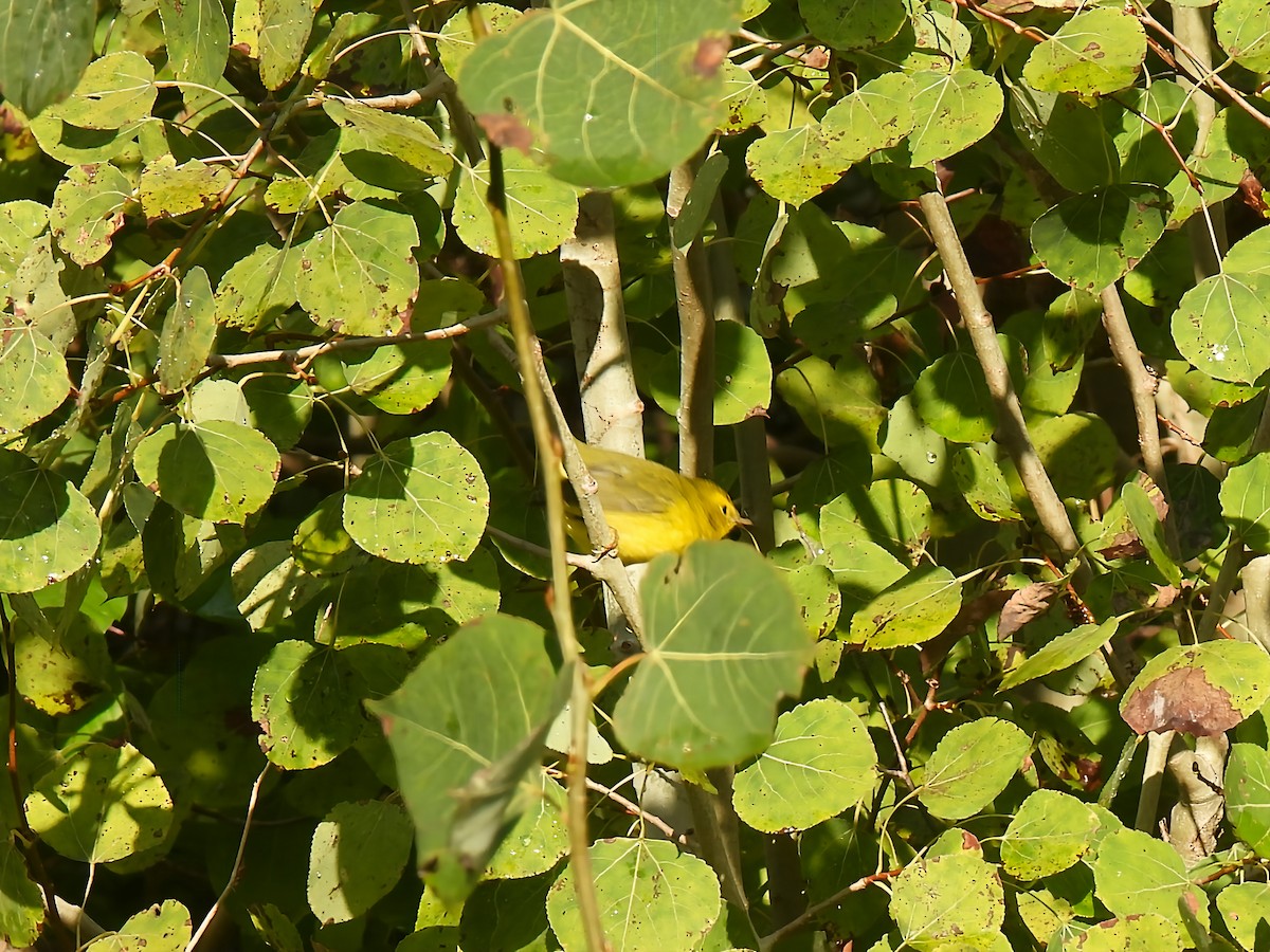 kalottparula - ML641387459