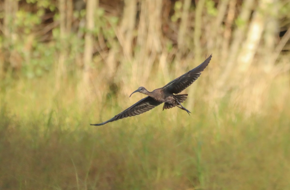 bronseibis - ML641387460