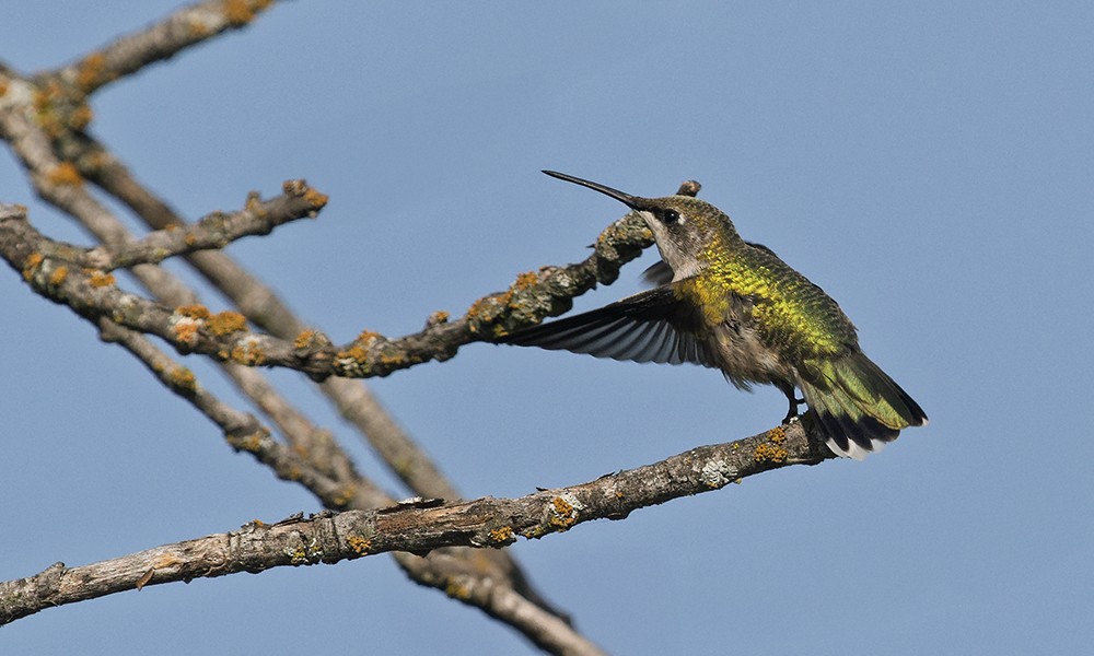 rubinstrupekolibri - ML641387469