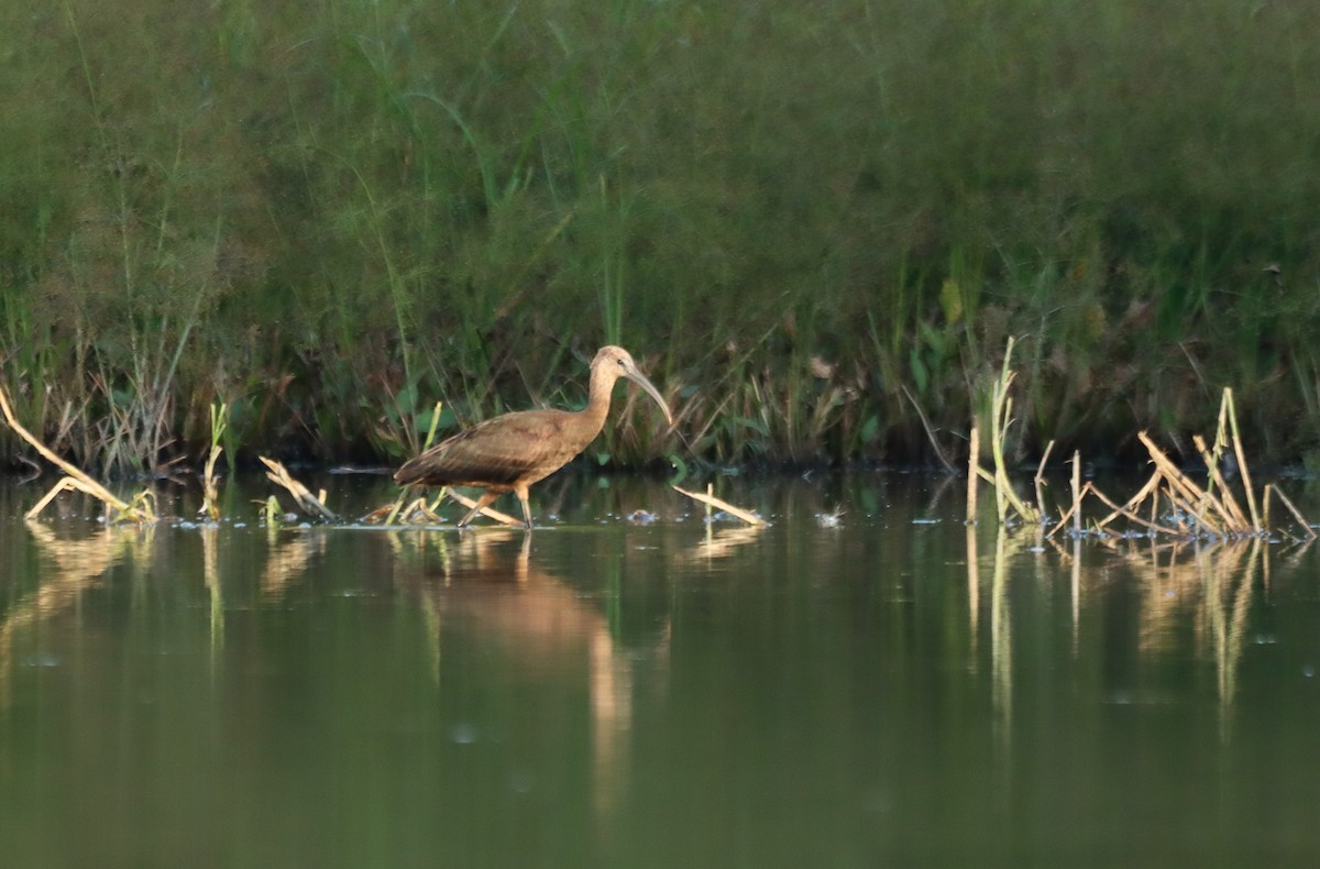 bronseibis - ML641387470