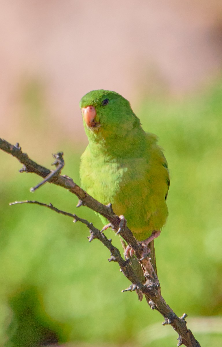 Mountain Parakeet - ML641387486