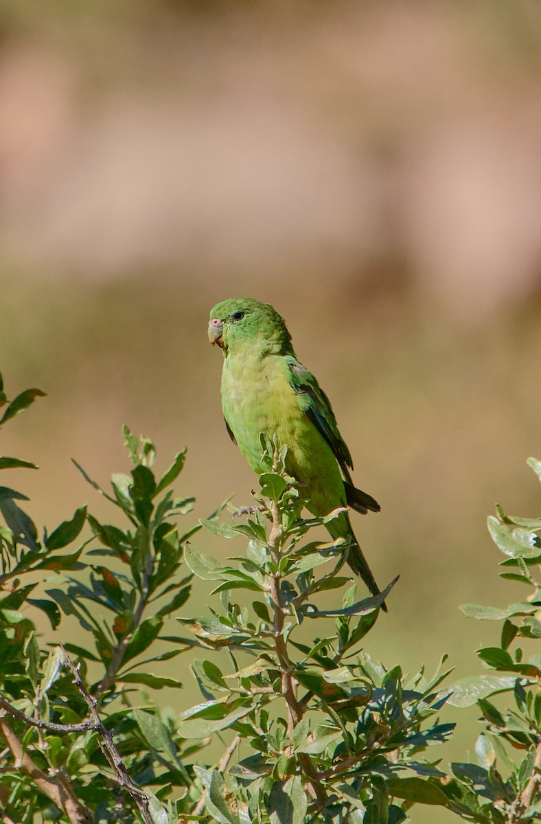 Mountain Parakeet - ML641387488