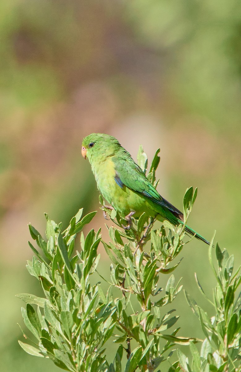 Mountain Parakeet - ML641387489
