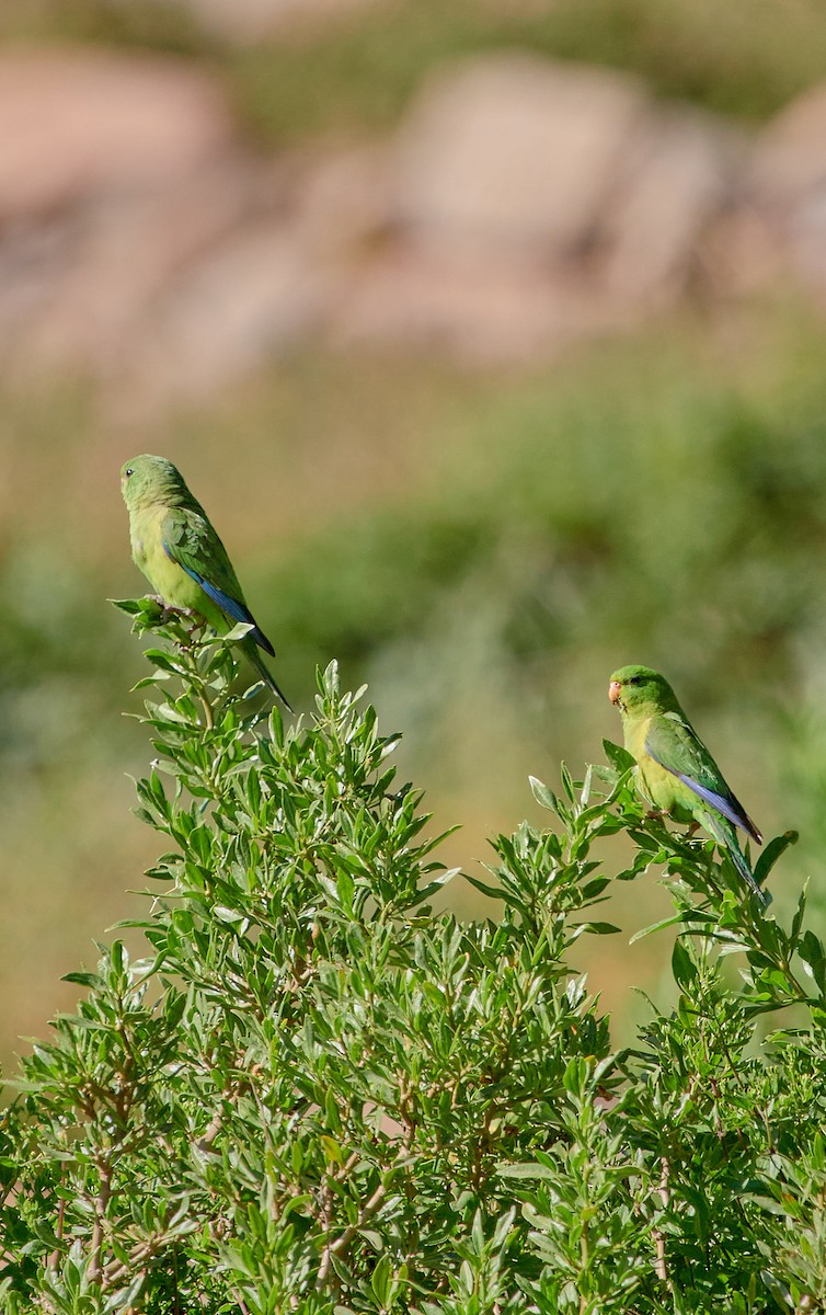 Mountain Parakeet - ML641387490