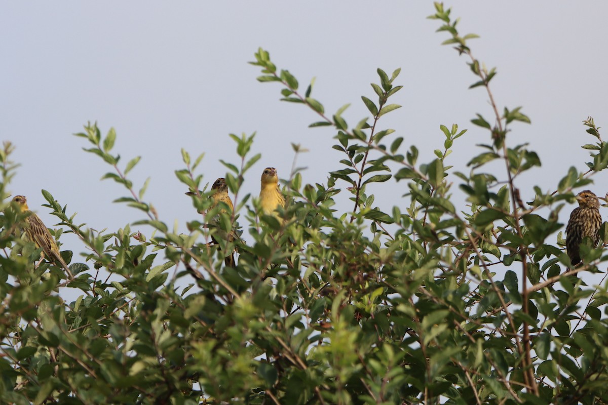 Bobolink - ML641387517