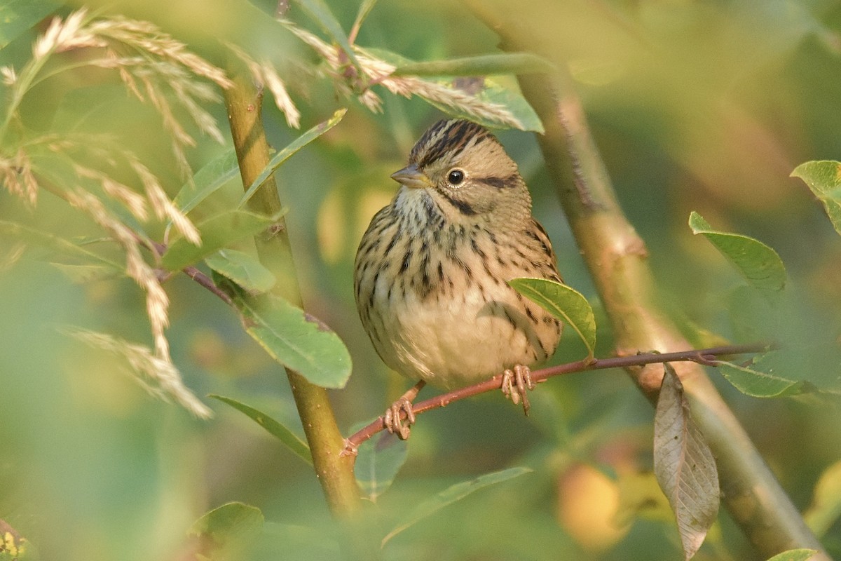 Lincoln's Sparrow - ML641387530