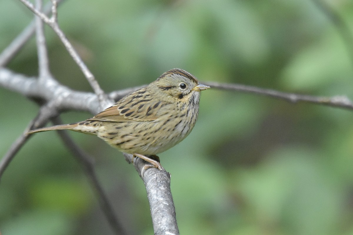 Lincoln's Sparrow - ML641387531