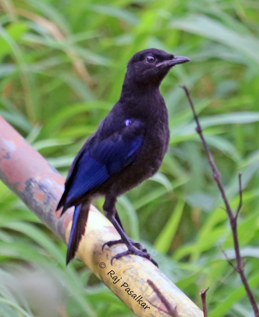 Malabar Whistling-Thrush - ML641387544