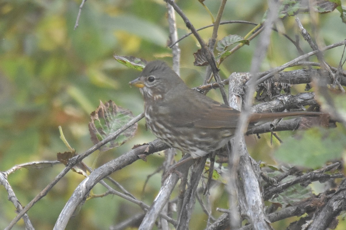 Fox Sparrow - ML641387549